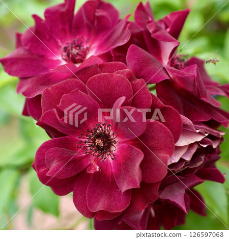 Burgundy Iceberg Purple Rose Burgundy Iceberg Purple Rose 126597068