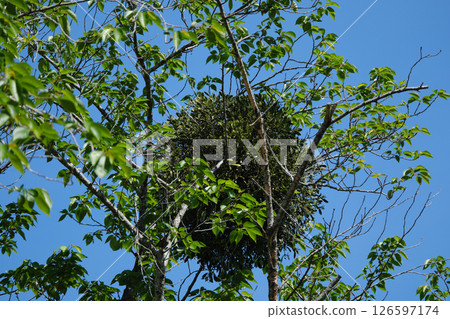 Round mistletoe Round mistletoe 126597174