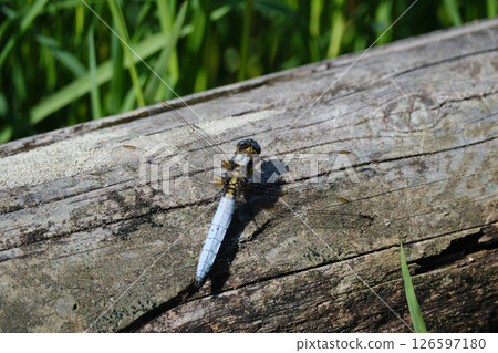 A white-tailed skimmer resting its wings A white-tailed skimmer resting its wings 126597180