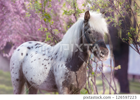 portrait of  cute chocolate appaloosa pony posing against blossoming almond bush. at evening 126597223
