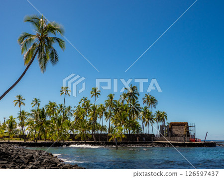 Palm trees shining in the blue sky 126597437