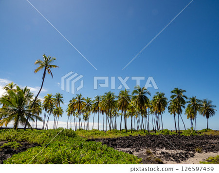 Palm trees shining in the blue sky Palm trees shining in the blue sky 126597439