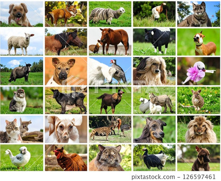 Seamless pattern with lots of animal faces 126597461