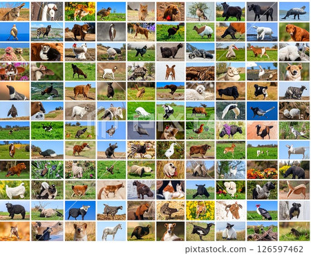 A collage of lots of animal icons 126597462