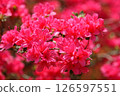 Red azalea 126597551