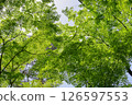 Forest bathing 126597553