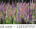 Lupineas in full bloom 126597555