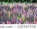 Lupine group 126597556