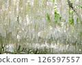 White wisteria flowers 126597557