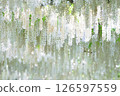 White wisteria 126597559