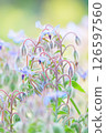 Blue star-shaped flower 126597560
