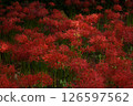 When the cluster amaryllis blooms 126597562