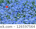 A single red in the blue 126597564