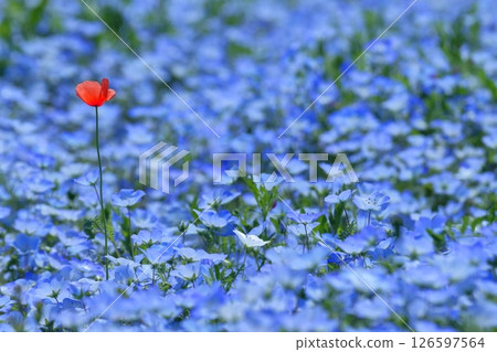 A single red in the blue A single red in the blue 126597564