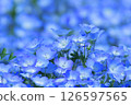 Blue Nemophila 126597565