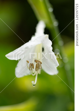 White flowers wet with soft light White flowers wet with soft light 126597723