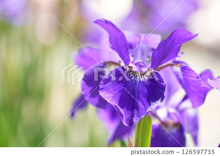 Early summer: Beautiful purple irises in full bloom 126597735