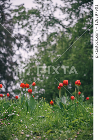 Vibrant red tulips blooming in a lush green garden during a cloudy spring day Vibrant red tulips blooming in a lush green garden during a cloudy spring day 126597901