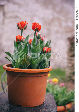 Bright orange tulips blooming in a terracotta pot in a garden setting during spring Bright orange tulips blooming in a terracotta pot in a garden setting during spring 126597902