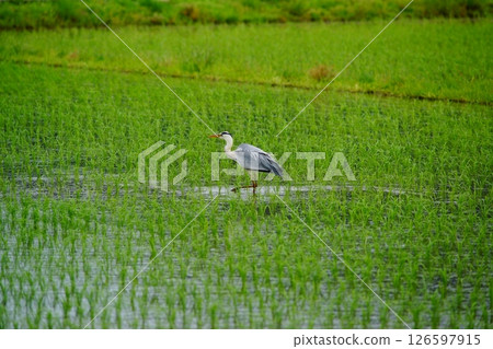 在稻田的Ao-sashi 126597915