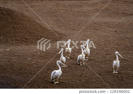 A group of pelicans A group of pelicans 126598002