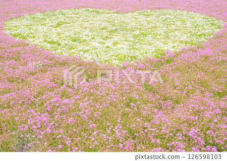 Fuji Motosu Lake Resort Moss Phlox 126598103