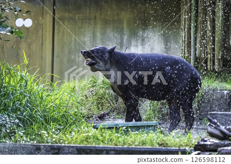 鬍子巴庫 126598112