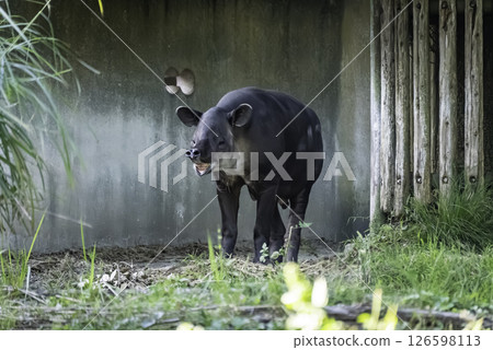 鬍子巴庫 126598113