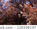 Withered autumn flowers 126598197