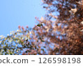 A tree in a park on a spring day 126598198
