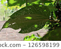 Large leaves wet in the rain 126598199