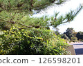 Trees in the park on a sunny day 126598201