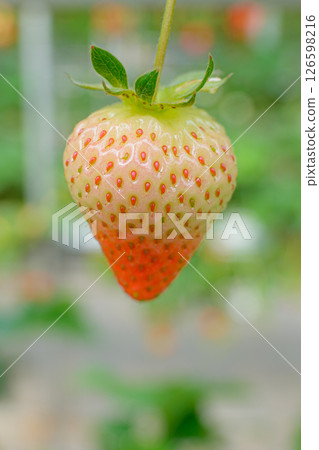 草莓 草莓 草莓 126598216