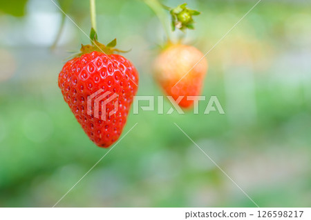 草莓 草莓 草莓 126598217