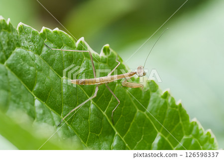 A praying mantis resting on a hydrangea leaf 126598337