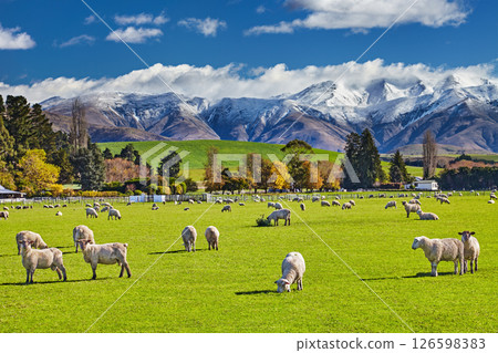 Beautiful New Zealand landscape 126598383