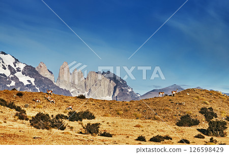 Torres del Paine, Patagonia, Chile 126598429
