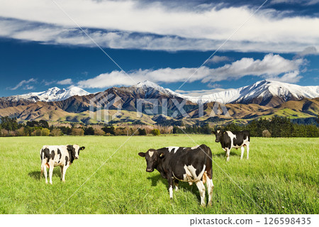 Mountain landscape with grazing cows Mountain landscape with grazing cows 126598435