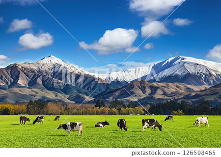Beautiful landscape with grazing cows 126598465