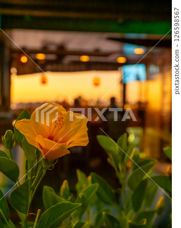 Yellow hibiscus 126598567
