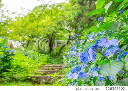 Blue hydrangeas, lush green trees and stone stairs Blue hydrangeas, lush green trees and stone stairs 126598602