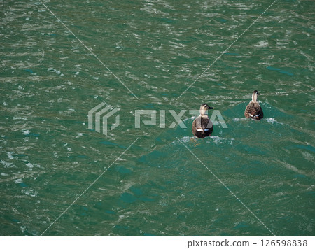 Ducks swimming on the surface of a winter lake 126598838