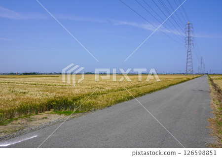 大分縣宇佐市一望無際的大麥田 126598851