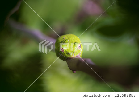 A green tree frog taking a nap on a thin branch 126598893