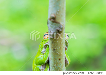 一隻綠樹蛙在細樹枝上打盹 一隻綠樹蛙在細樹枝上打盹 126598895