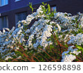 Spiraea sulcata in the sunset 126598898