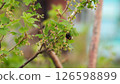 Bumblebee pollinates flowers of currant 126598899