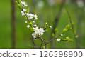 cherry blossom 126598900