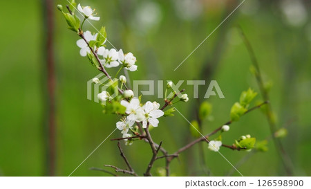 cherry blossom 126598900