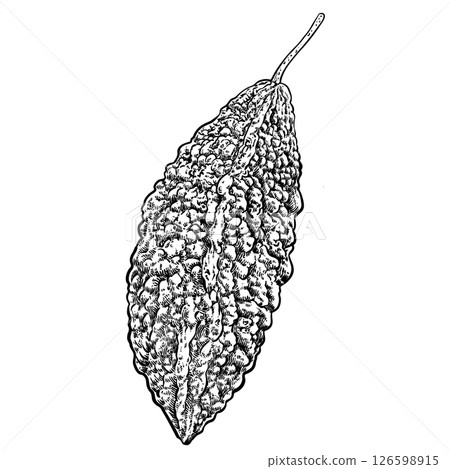 Bitter gourd drawing 126598915